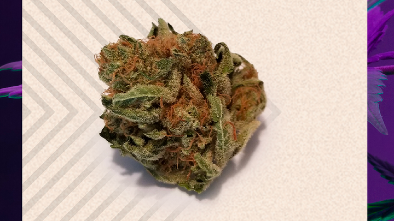 Septiem Sour OG Cheese par Nueva+ - SQDC - BuzzNation